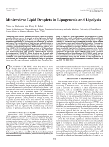 Minireview: Lipid Droplets in Lipogenesis and Lipolysis