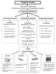 Kingdom Protista