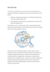 The Cell Cycle - Judith Brown CPD