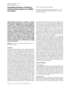 Post-pubertal Emergence of Prefrontal Cortical Up