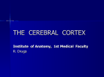 THE CEREBRAL CORTEX