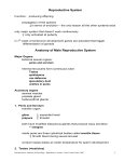 Reproductive System Anatomy of Male Reproductive System