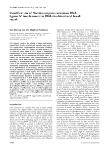 Identification of Saccharomyces cerevisiae DNA ligase IV