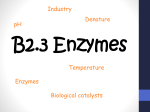 Enzymes - Ecclesfield School