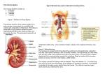 The Urinary System The Urinary System consists of: • 2 kidneys • 2