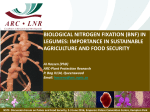 biological nitrogen fixation (bnf) in legumes: importance in