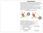 42. Muscular Worksheet