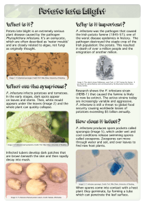 Potato Late Blight Information Sheet