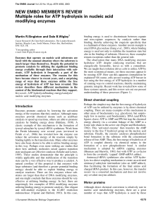 Multiple roles for ATP hydrolysis in nucleic acid modifying enzymes