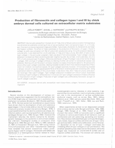 Production of fibronectin and collagen types I and III by chick embryo