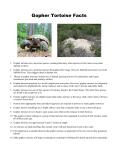 Gopher Tortoise Facts