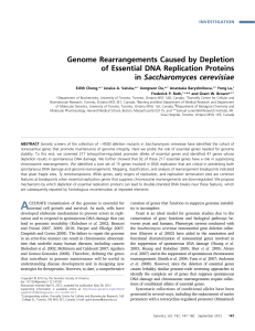 Genome Rearrangements Caused by Depletion of Essential DNA