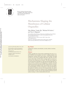 Mechanisms Shaping the Membranes of Cellular Organelles