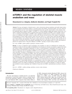 mTORC1 and the regulation of skeletal muscle anabolism and mass