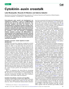 Cytokinin–auxin crosstalk