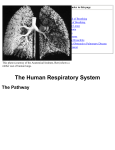 The Human Respiratory System