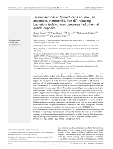 Caloranaerobacter ferrireducens sp. nov., an anaerobic