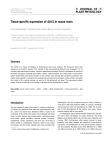 Tissue-specific expression of AUX1 in maize roots