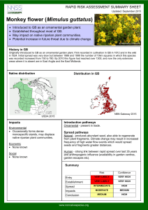 Monkey flower - GB non-native species secretariat