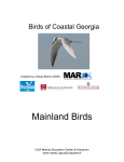 Birds of Coastal Georgia - Georgia Sea Grant