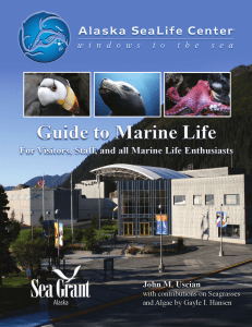 Alaska SeaLife Center Guide to Marine Life