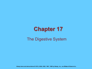 Chapter 17 The Digestive System