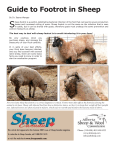 Guide to Footrot in Sheep