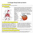 3.3 Oxygen Study Guide by Hisrich