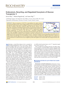 Endocytosis, Recycling, and Regulated Exocytosis of Glucose