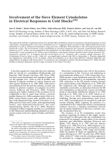 Involvement of the Sieve Element Cytoskeleton in