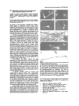 Differentiation of a Schwann cell line expressing reporter genes in