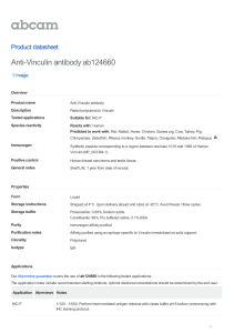 Anti-Vinculin antibody