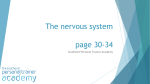 Nervous system - Southend PT Academy
