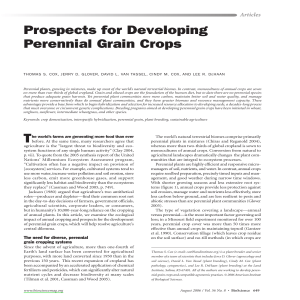 Prospects for Developing Perennial Grain Crops