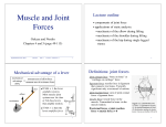 Muscle and Joint Forces