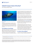 Goliath Grouper: Giant of the Reef1 - EDIS