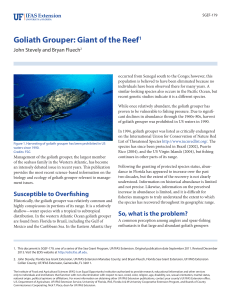 Goliath Grouper: Giant of the Reef1 - EDIS
