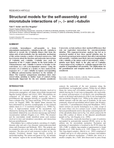 tubulin - Journal of Cell Science