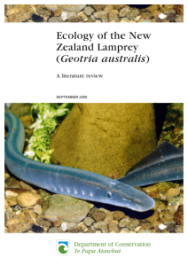 Ecology of the New Zealand Lamprey