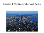The Biogeochemical Cycles
