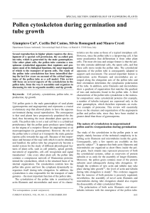 Pollen cytoskeleton during germination and tube growth