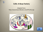 Cells: A Busy Factory Adapted