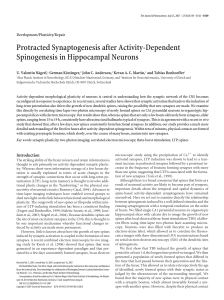Protracted Synaptogenesis after Activity