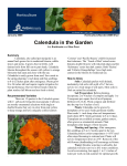 Calendula in the Garden - Utah State University Extension