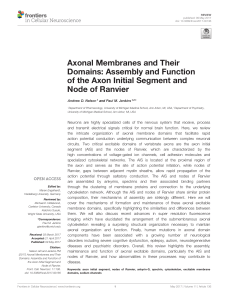Axonal Membranes and Their Domains: Assembly and Function of