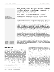Roles of maltodextrin and glycogen phosphorylases in maltose