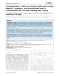 Cholecystokinin in White Sea Bream: Molecular Cloning, Regional