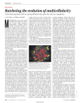 Ratcheting the evolution of multicellularity