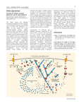 Actin dynamics - Journal of Cell Science