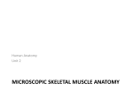 Muscle Microanatomy